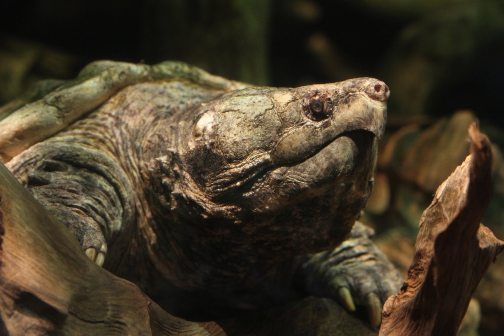 Alligator snapping turtle (Macrochelys temminckii)
