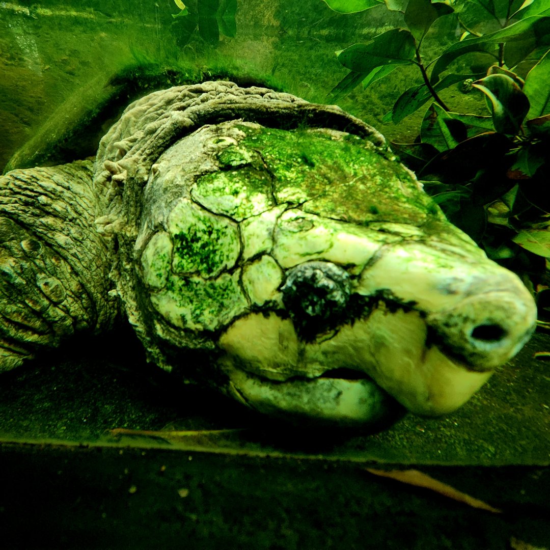 Alligator Snapping Turtle (Macrochelys temminckii)