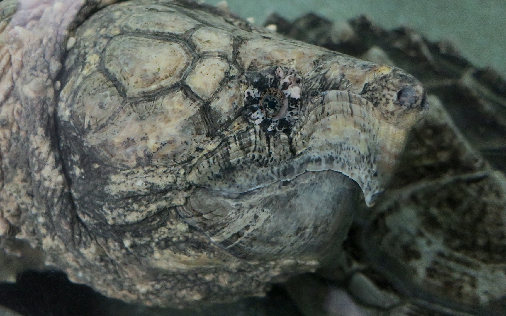 Alligator Snapping Turtle (Macrochelys temminckii)