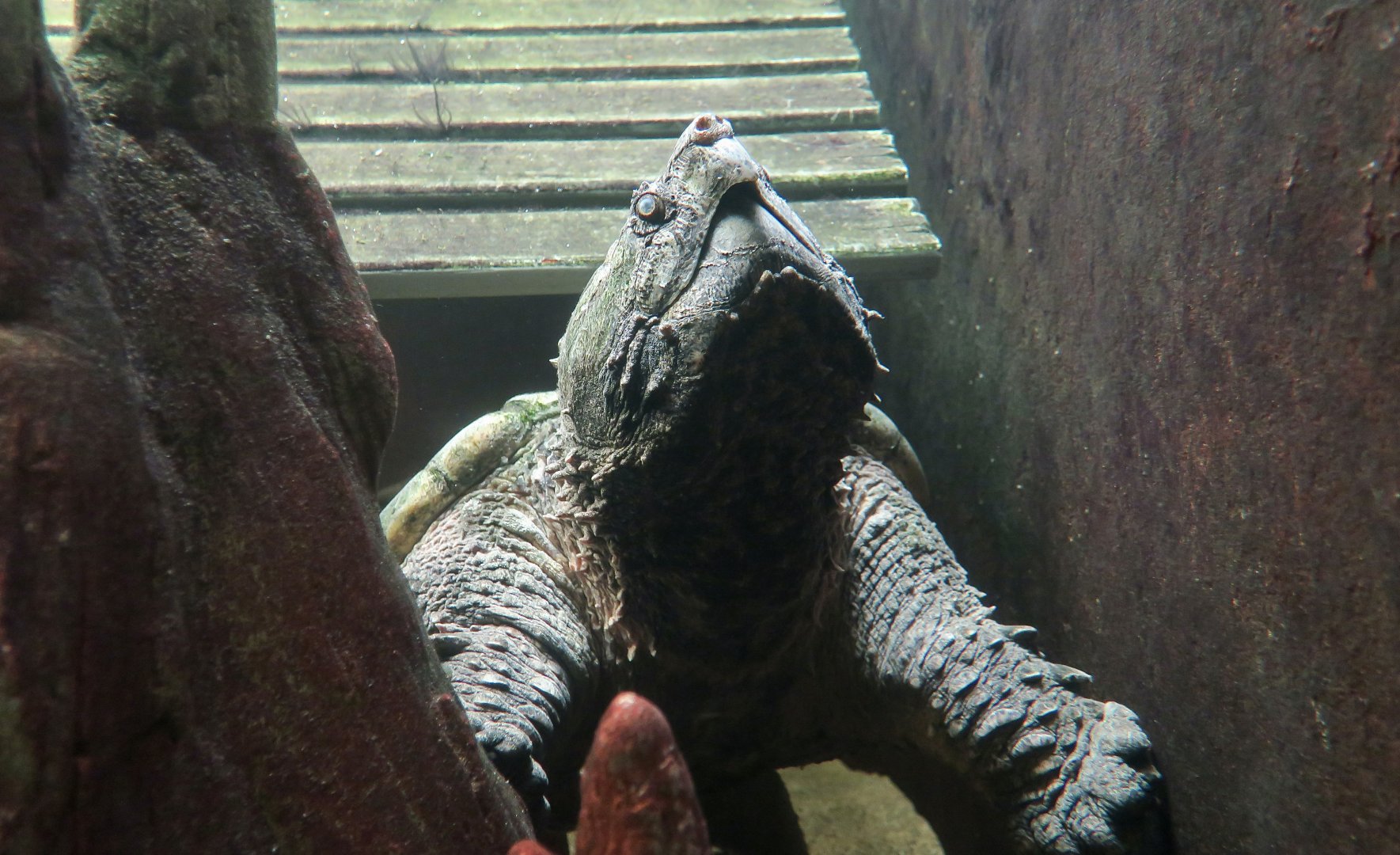 Alligator Snapping Turtle (Macrochelys temminckii)