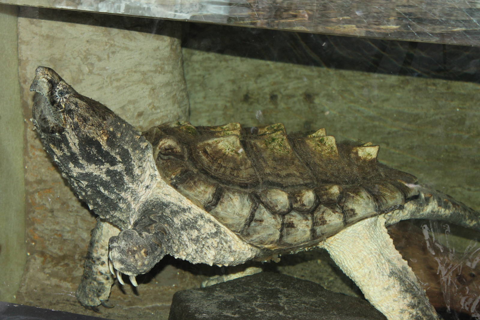 Alligator Snapping Turtle (Macrochelys temminickii) November 2012