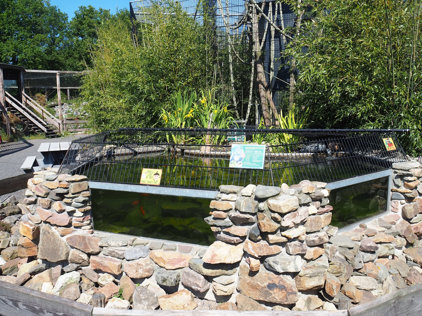 Alligator snapping turtle pond, 2023-05-31