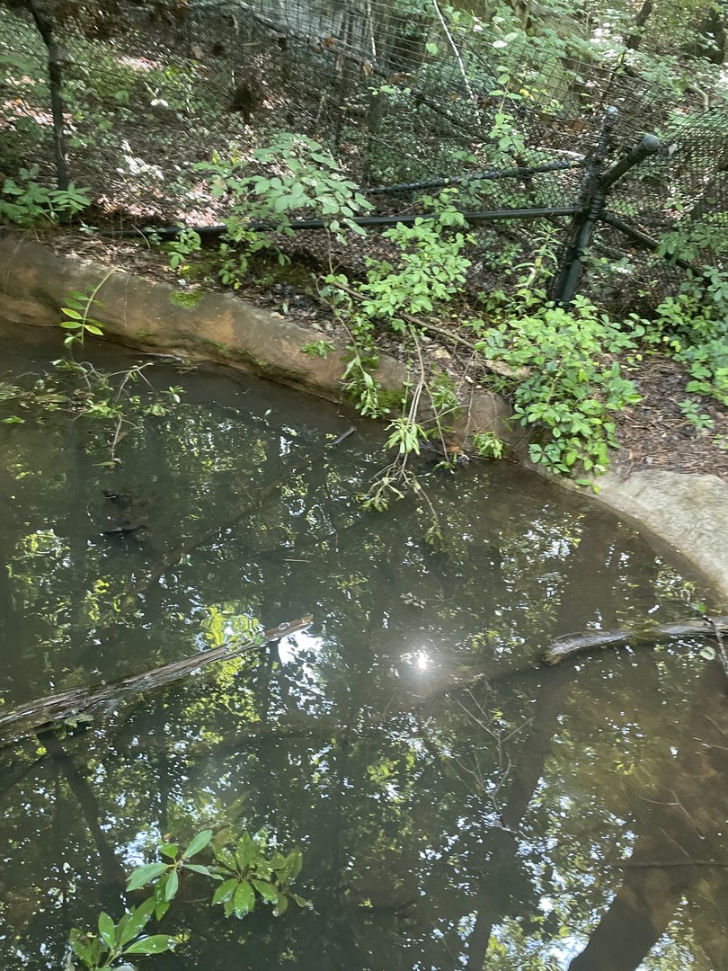 Alligator Snapping Turtle Pond