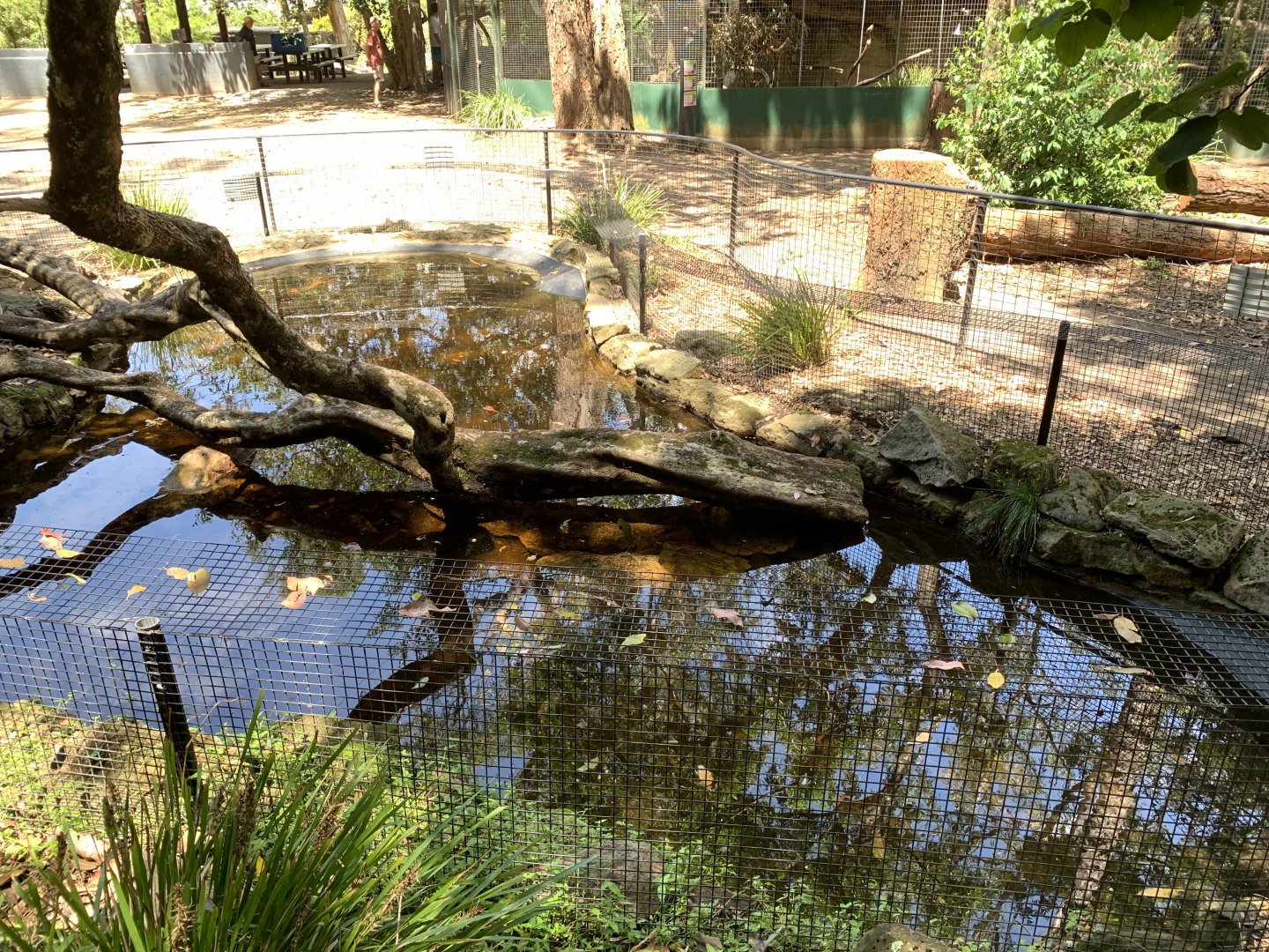 Alligator Snapping Turtle Pond
