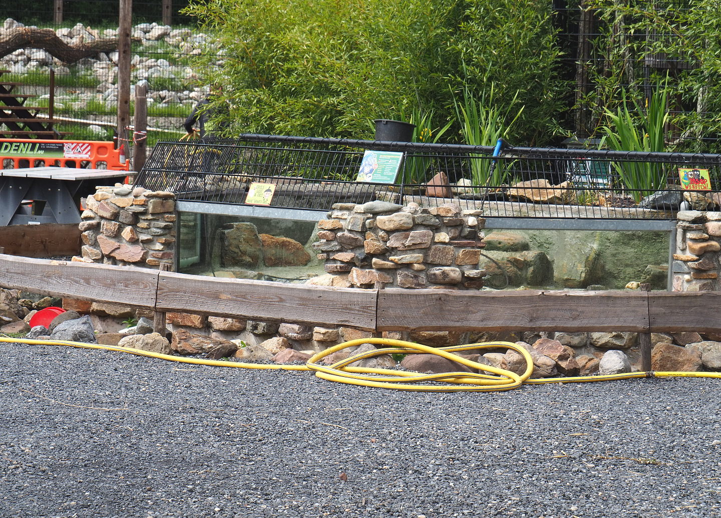 Alligator snapping turtle pool undergoing maintenance, 2022-05-17