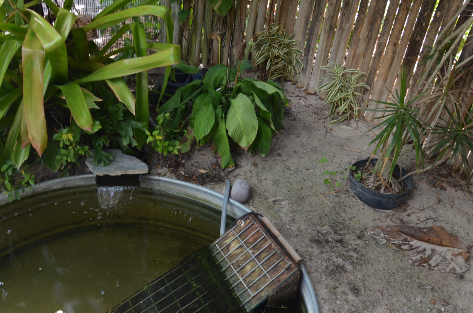 Alligator Snapping Turtle Pool