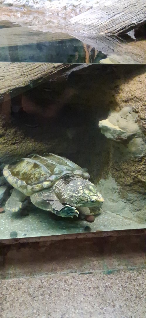 Alligator snapping turtle puts his claw against the glass