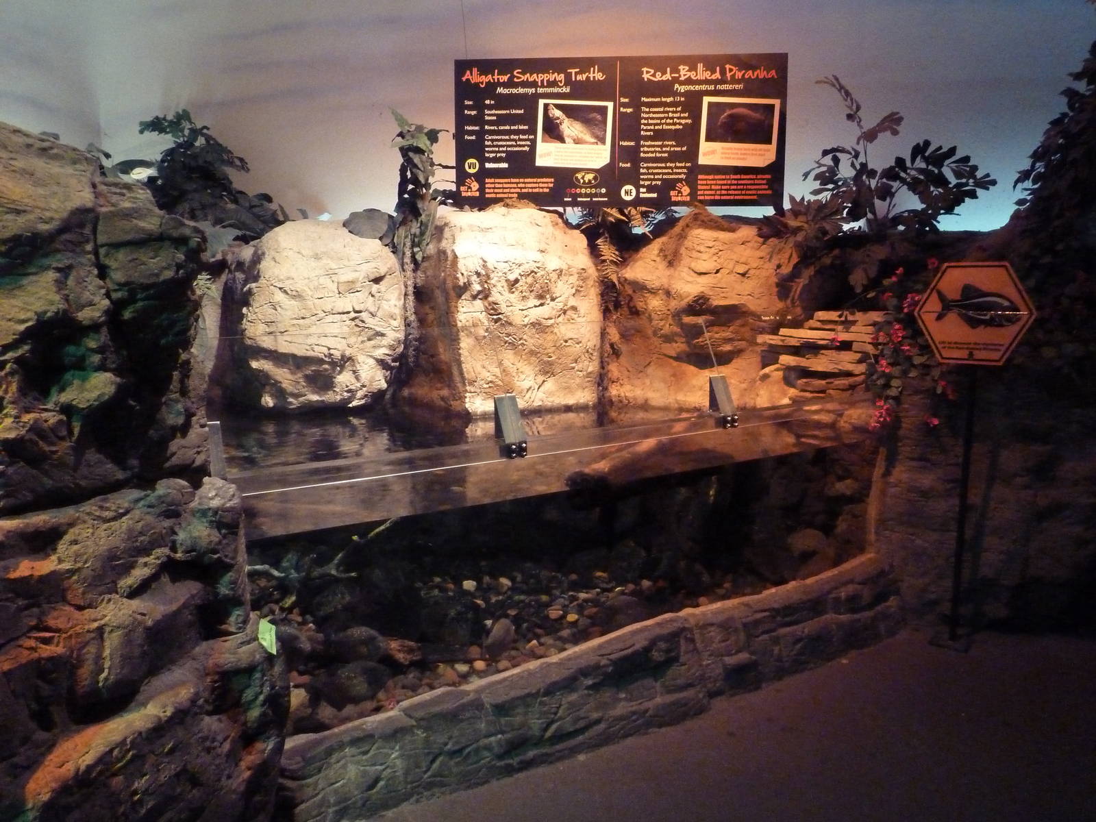 Alligator Snapping Turtle/Red-Bellied Piranha Exhibit