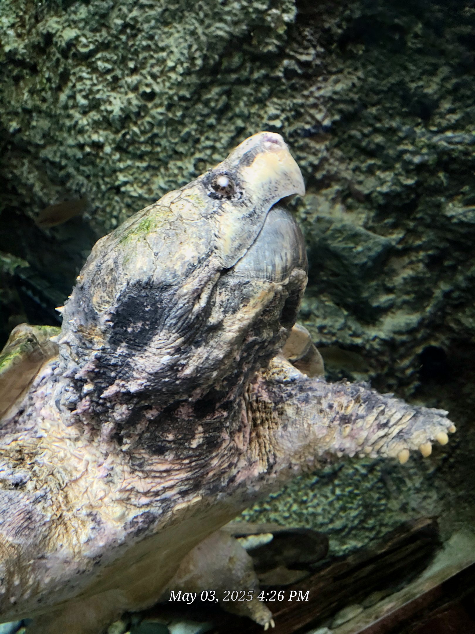 Alligator Snapping Turtle  - Riverbanks Zoo