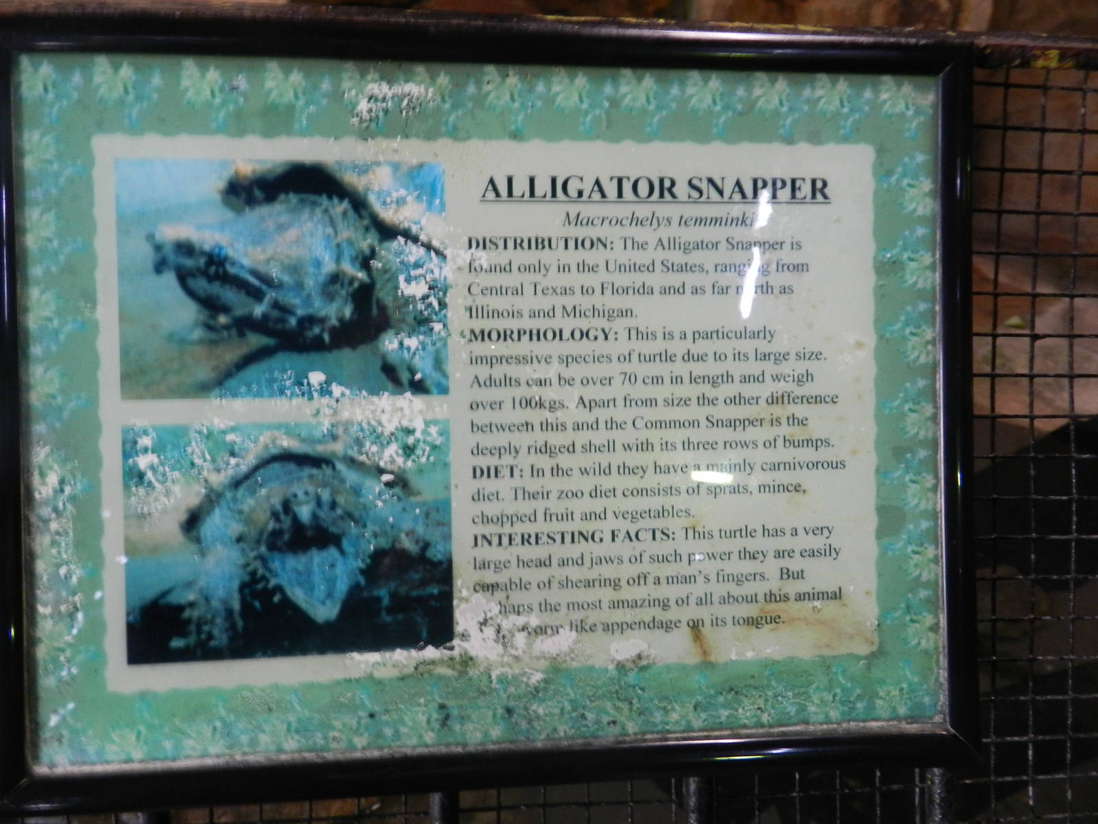 Alligator Snapping Turtle Sign at Flamingo Land - 14/10/2012