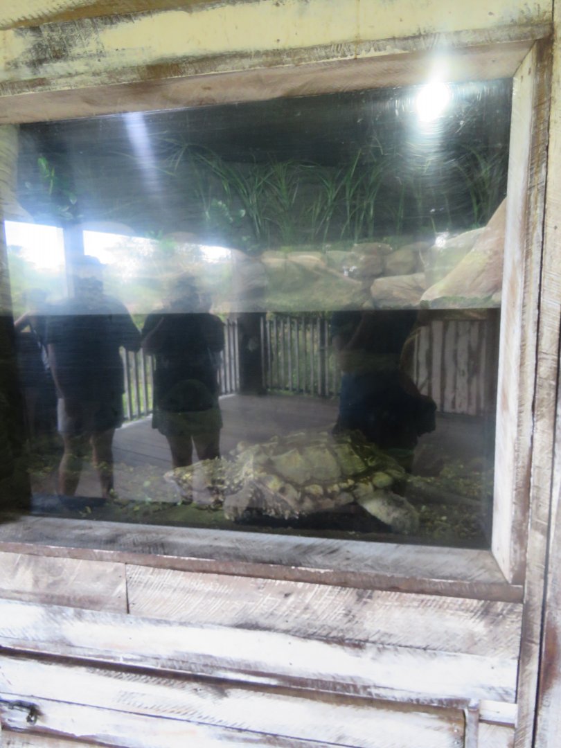 Alligator Snapping Turtle Tank
