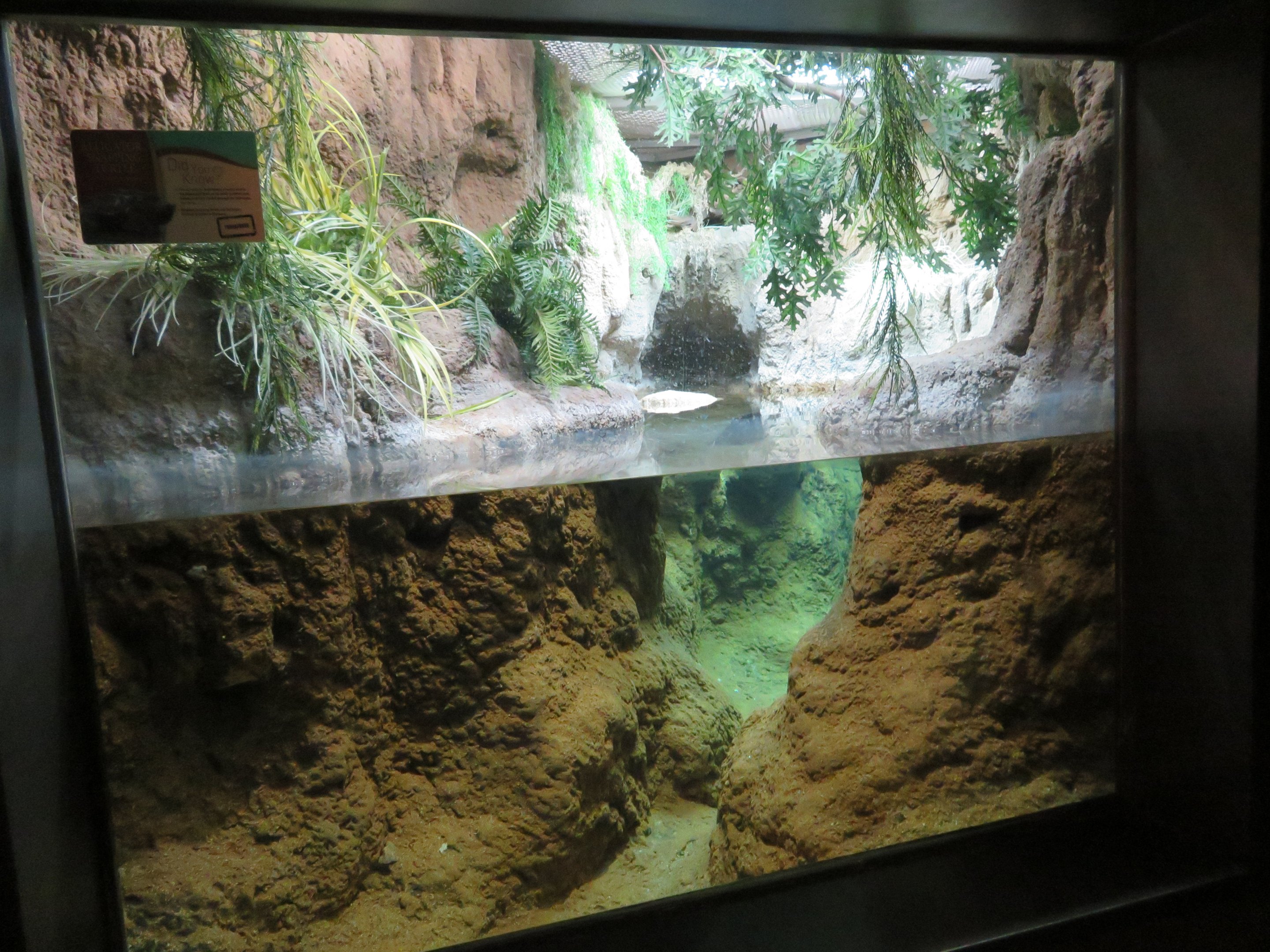 Alligator Snapping Turtle Tank