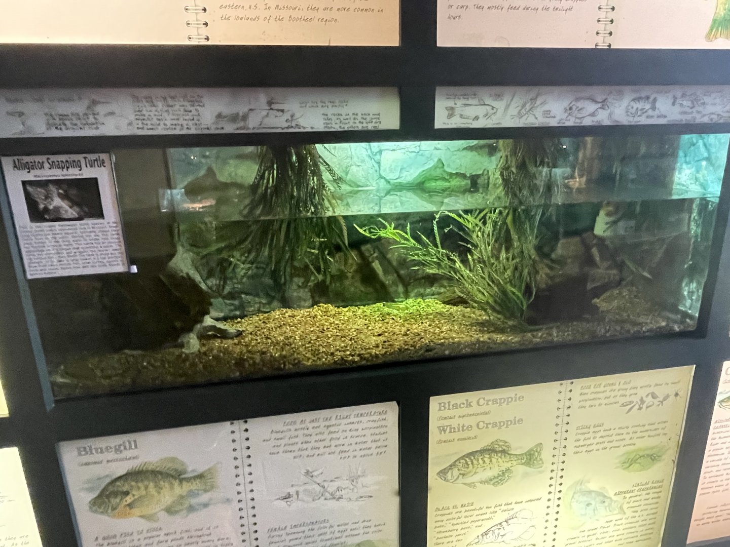 Alligator Snapping Turtle Tank