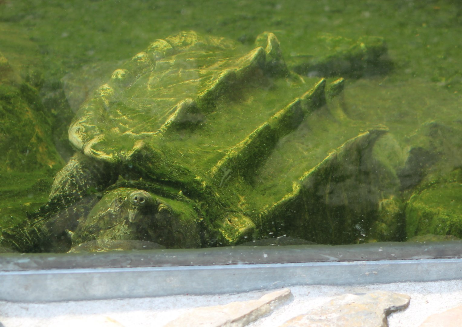 Alligator snapping turtle - underwater-viewing