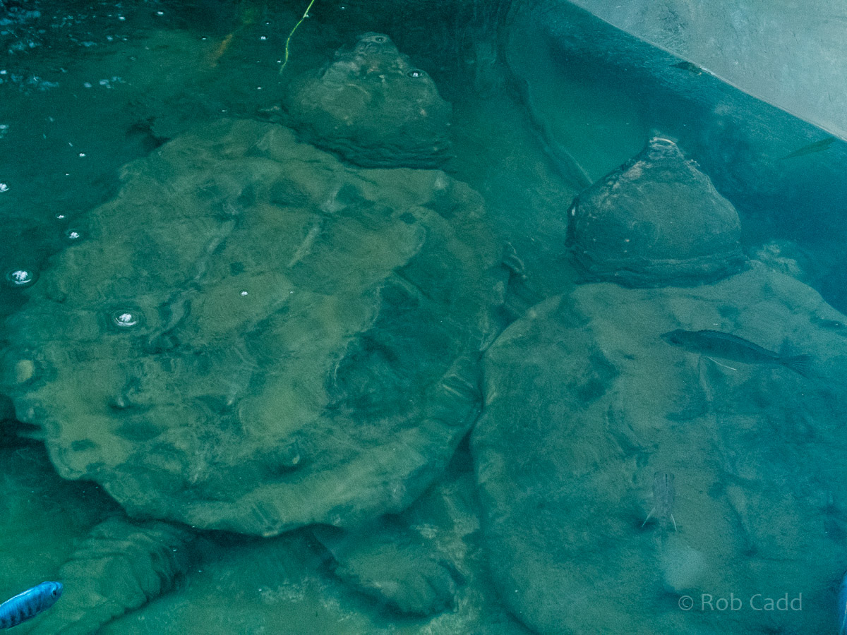 Alligator snapping turtle : Whipsnade : 01 Jul 2016
