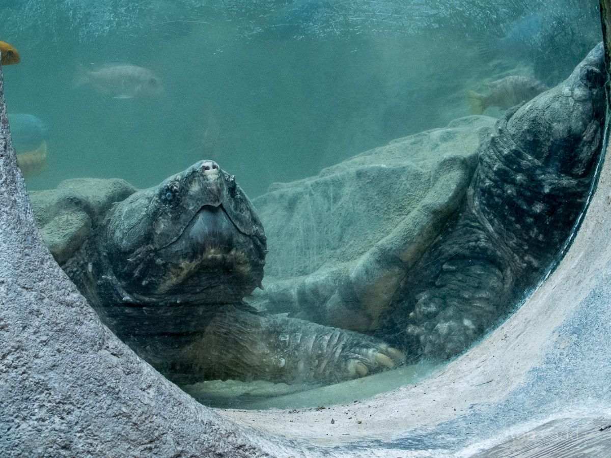 Alligator snapping turtle : Whipsnade : 01 Jul 2016