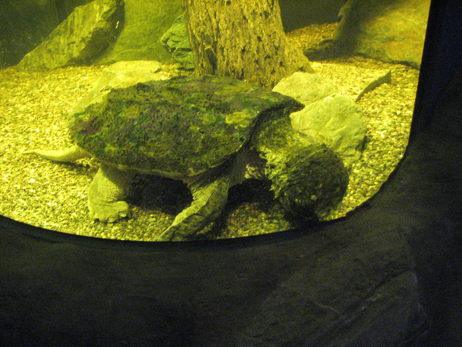 Alligator Snapping Turtle - Wildlife World Zoo