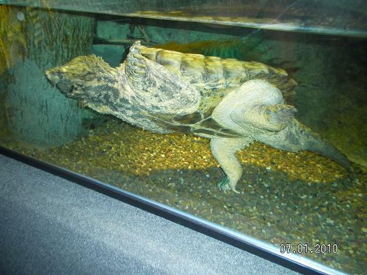 Alligator Snapping Turtle