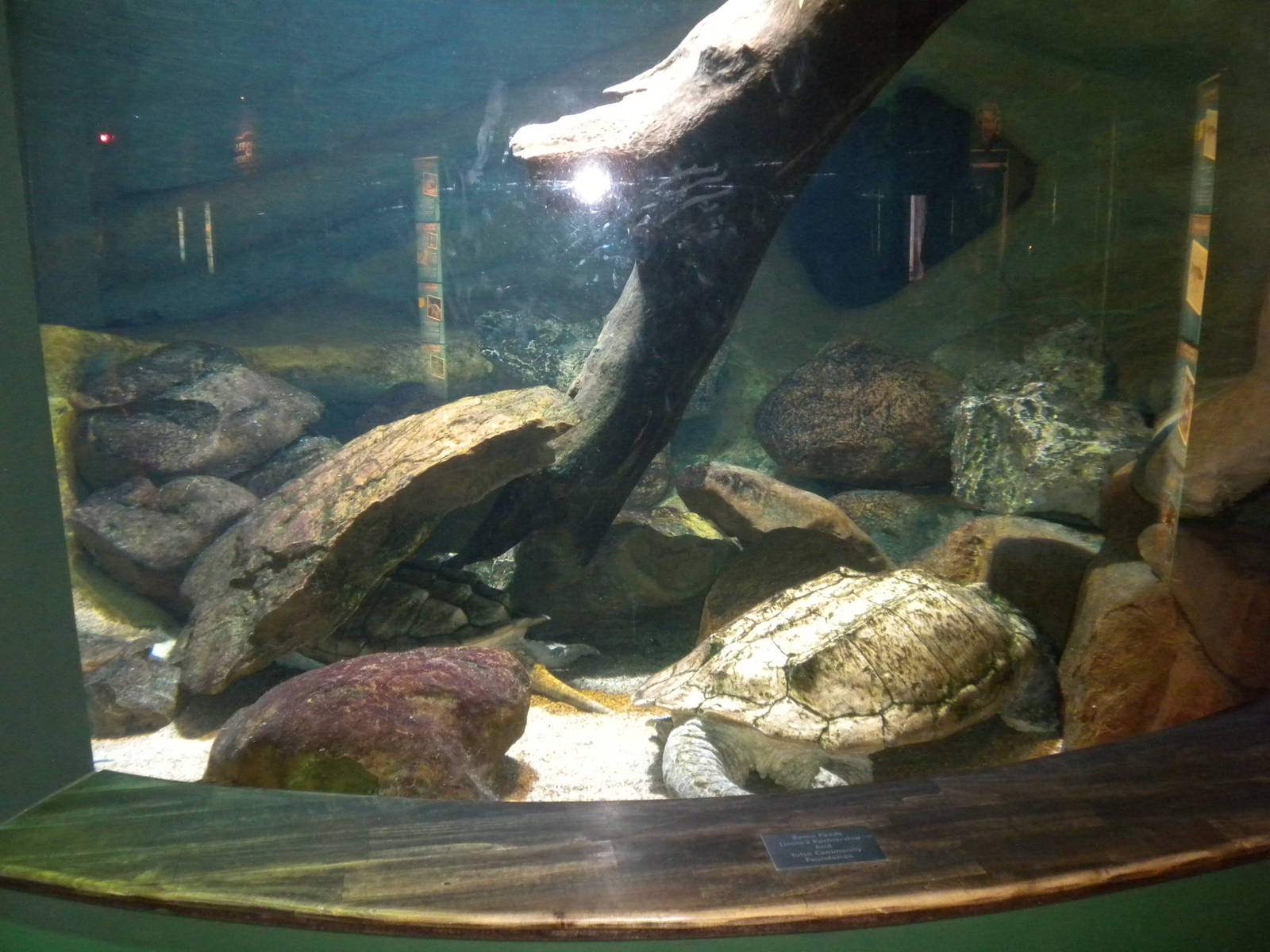 Alligator Snapping Turtle