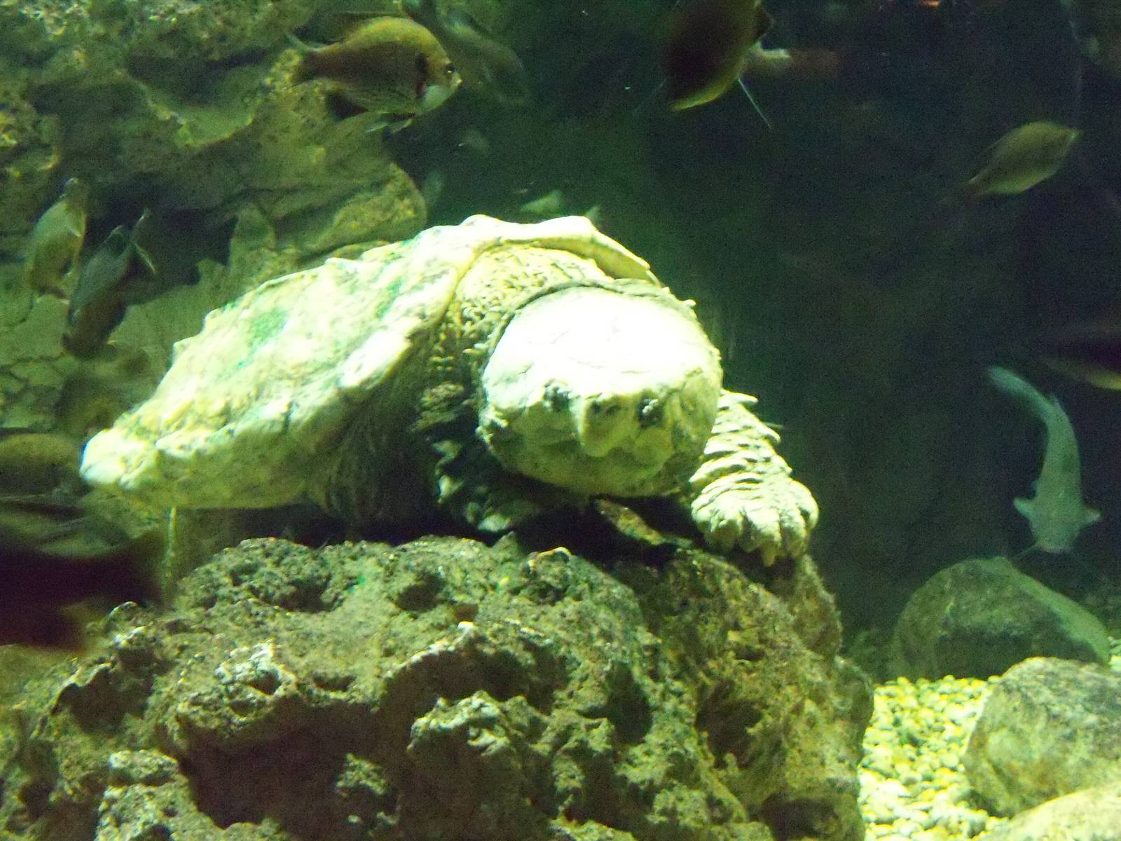 Alligator Snapping Turtle
