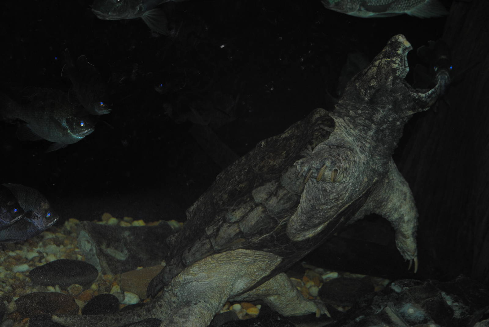 Alligator Snapping Turtle