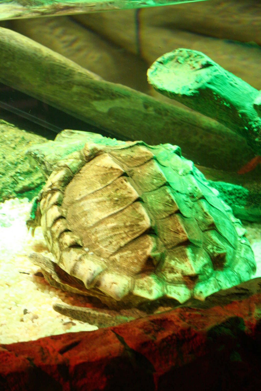 Alligator snapping turtle