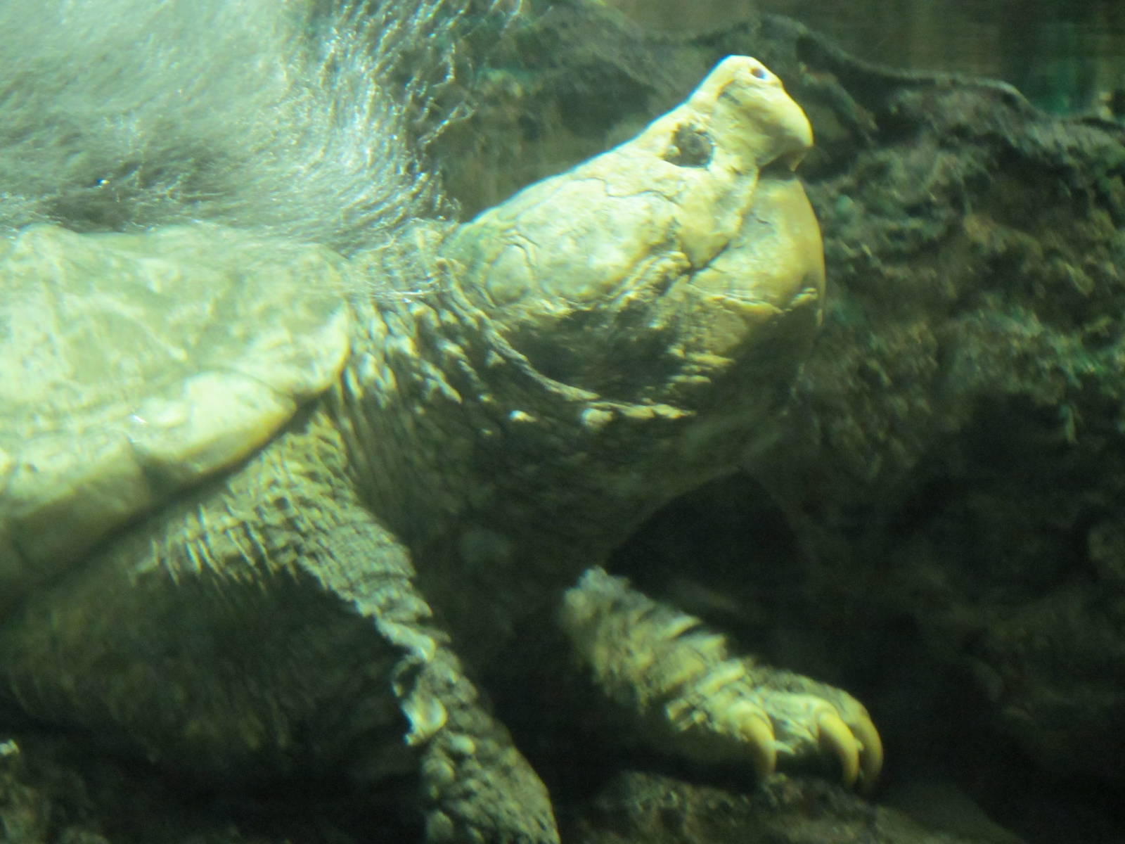 Alligator Snapping Turtle