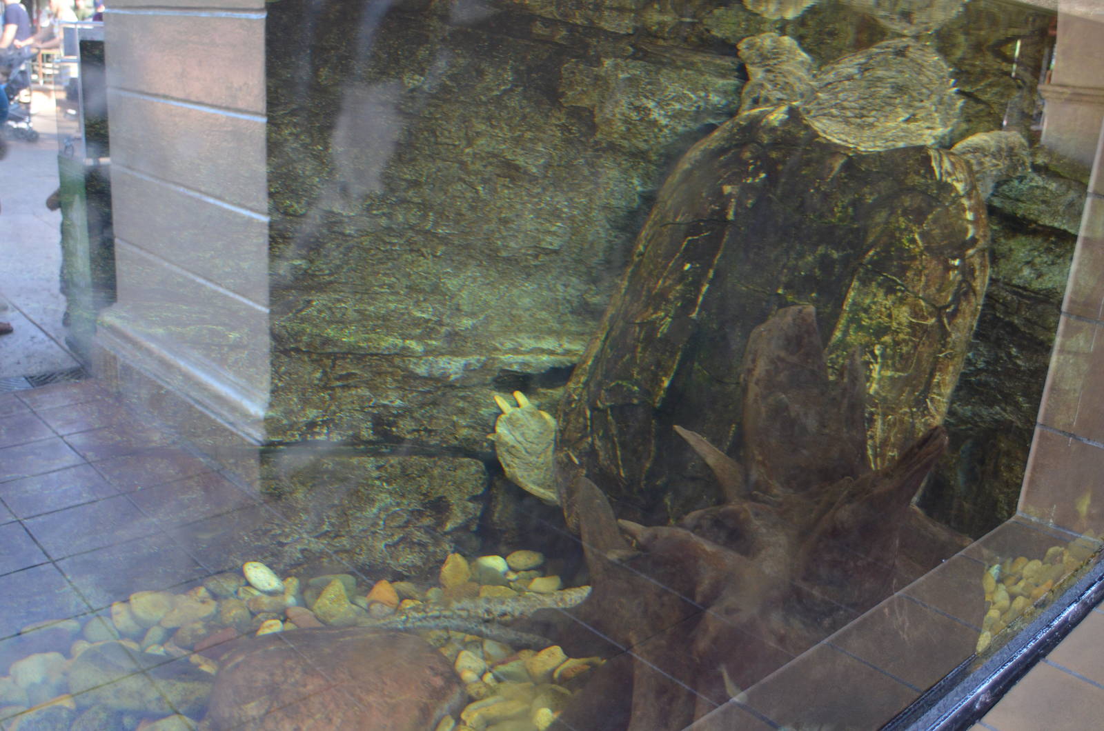 Alligator Snapping Turtle