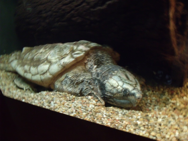 Alligator Snapping Turtle