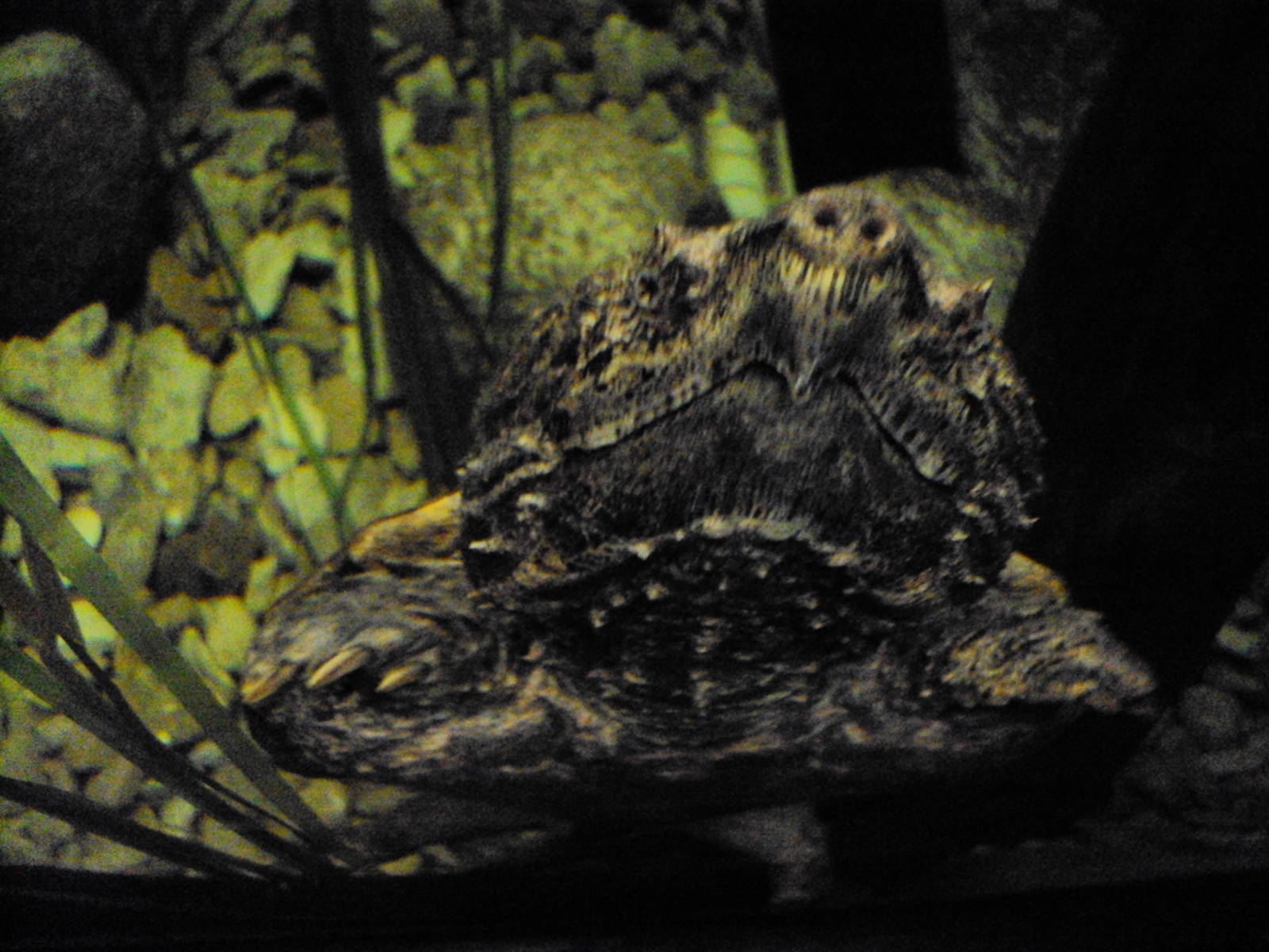 Alligator Snapping Turtle