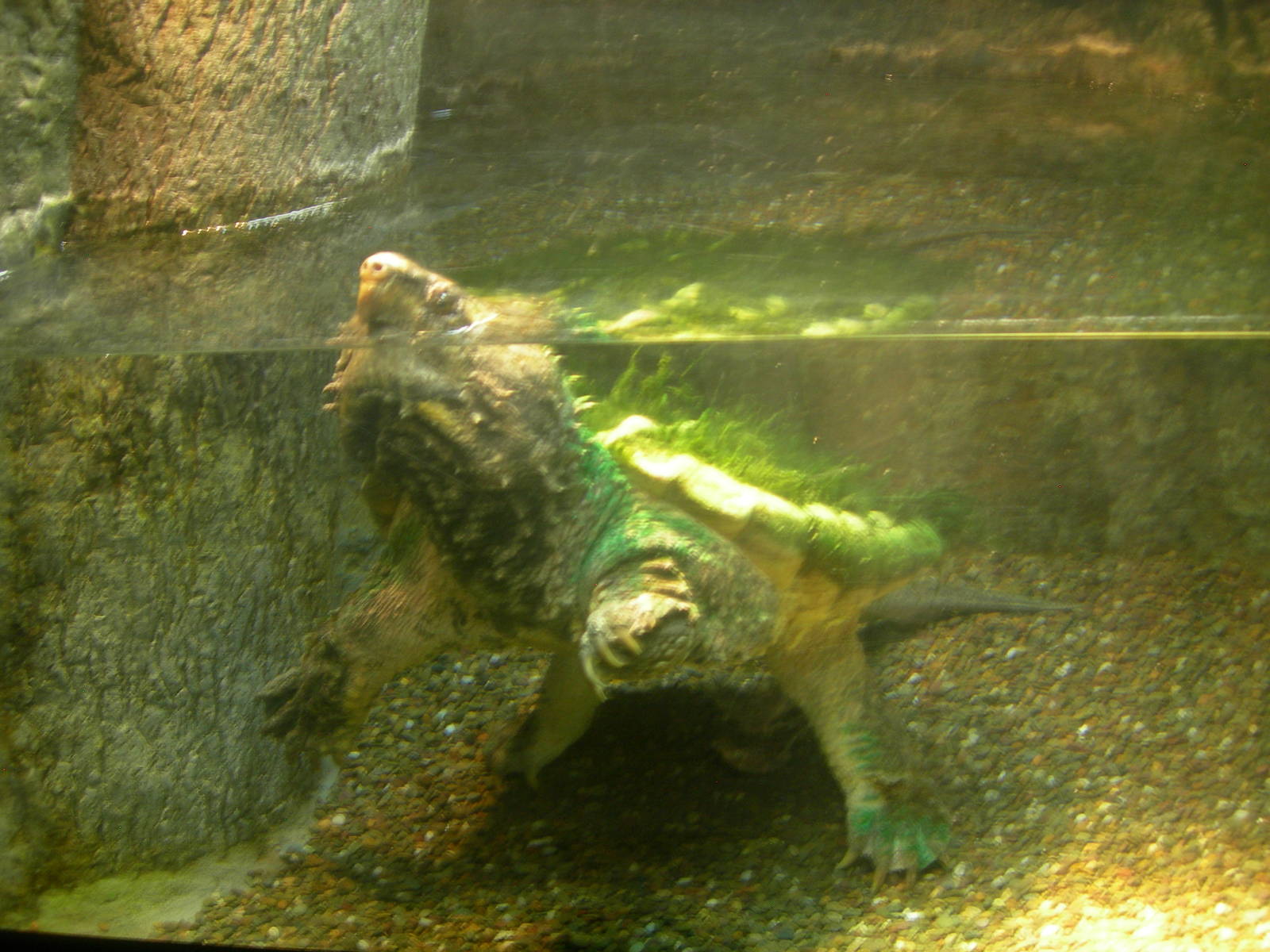Alligator Snapping Turtle
