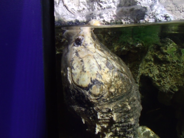 Alligator Snapping Turtle