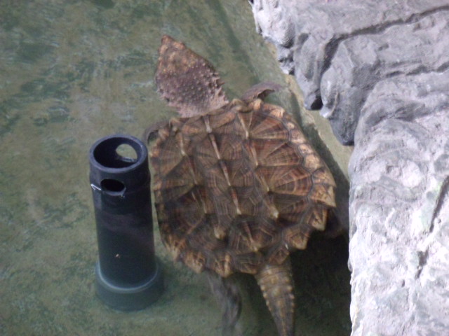 Alligator Snapping Turtle