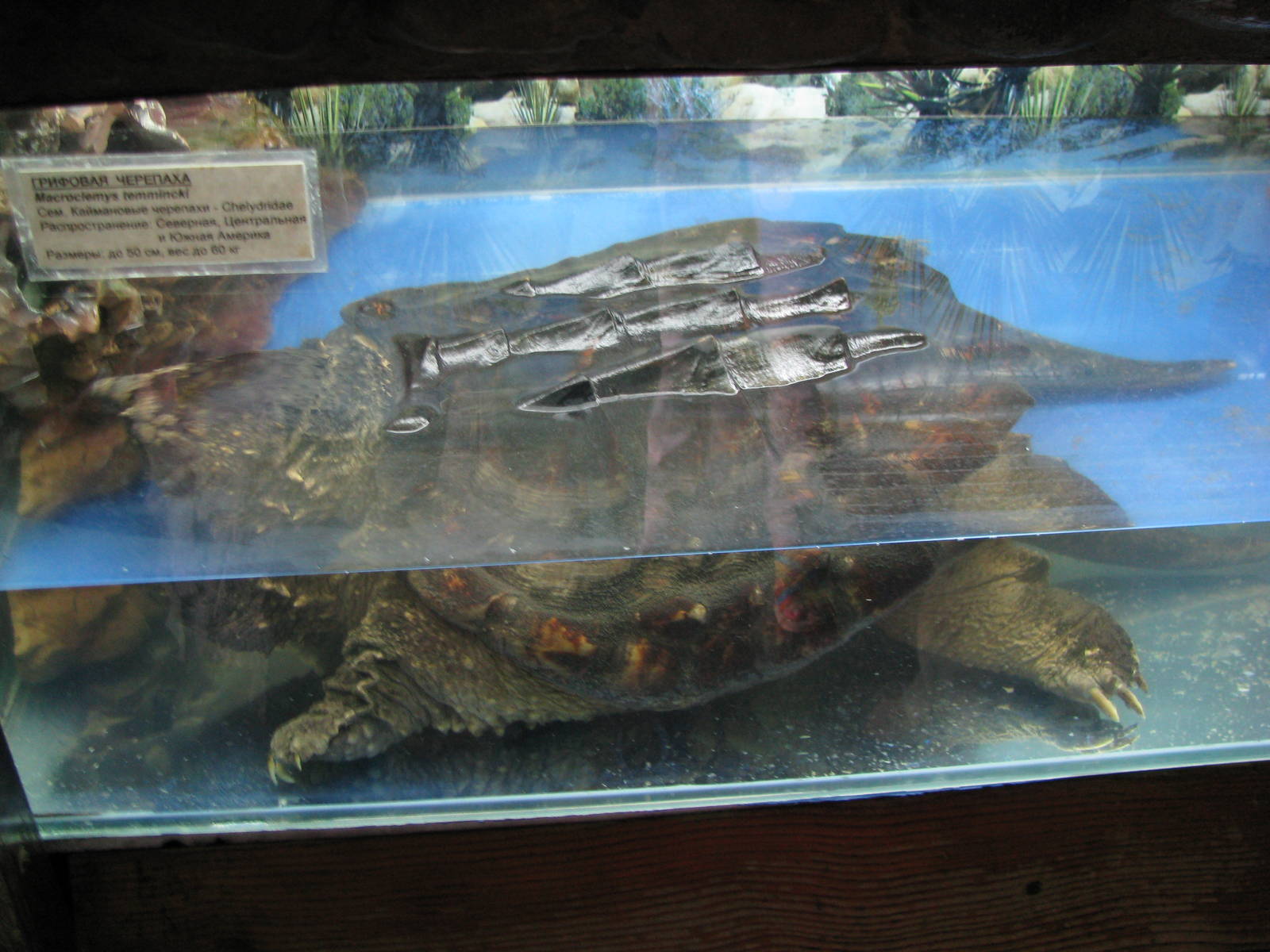 Alligator snapping turtle