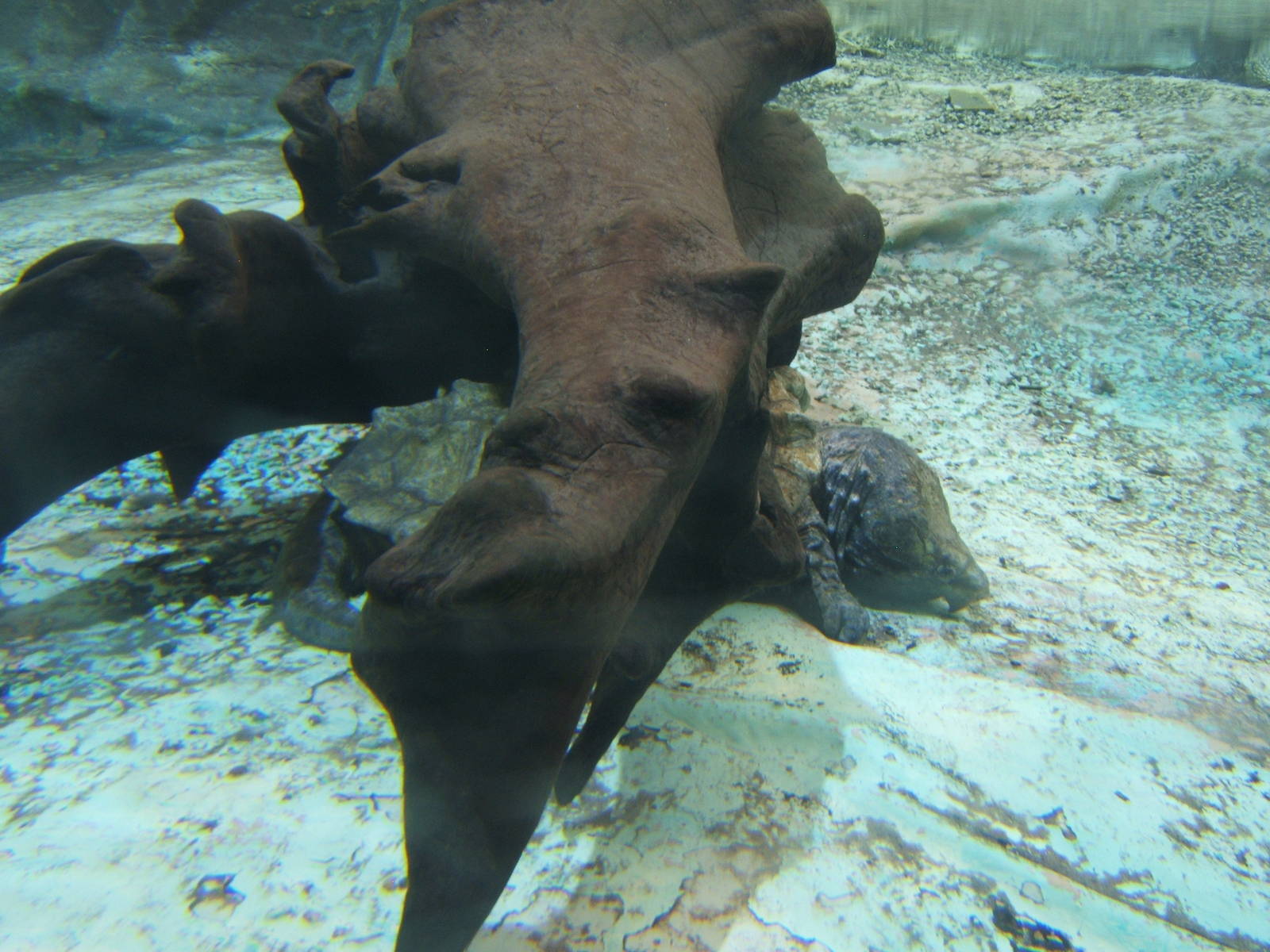 Alligator Snapping Turtle