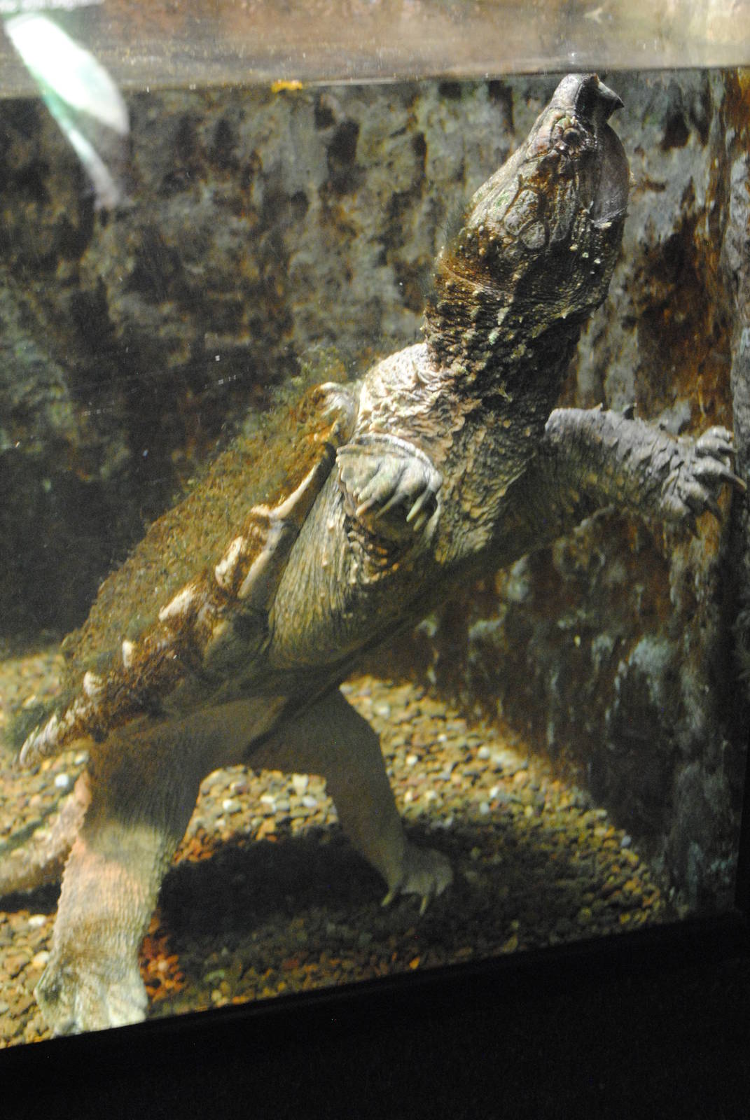 Alligator Snapping Turtle