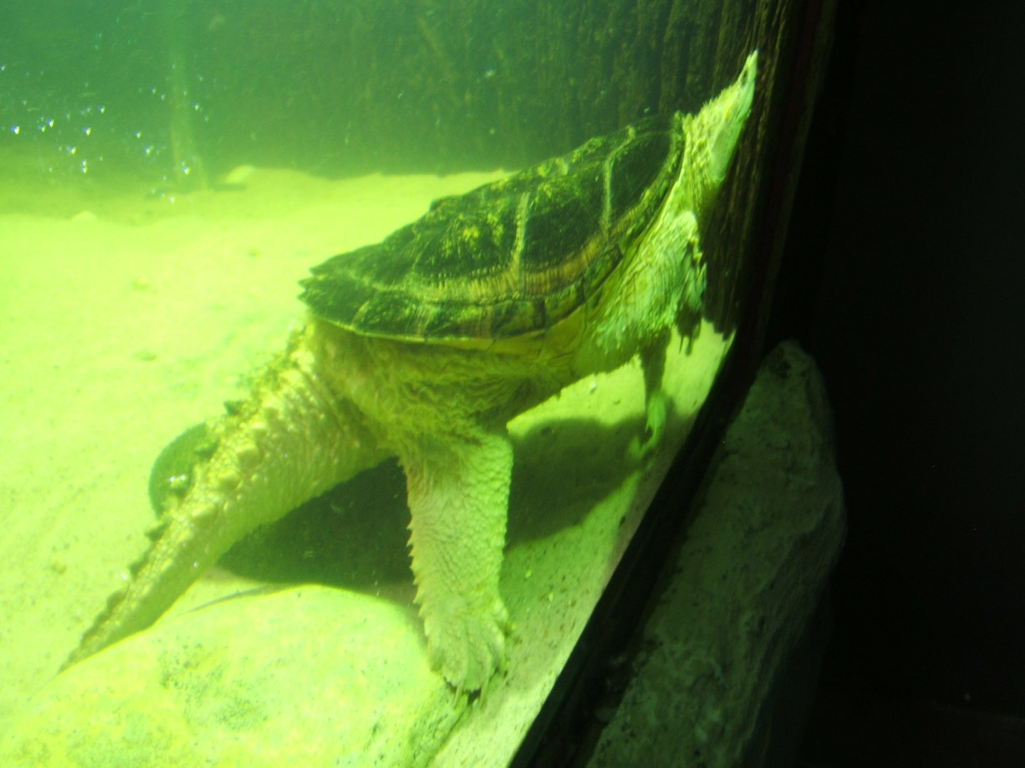 Alligator Snapping Turtle
