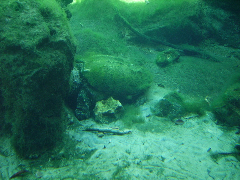 Alligator Snapping Turtle