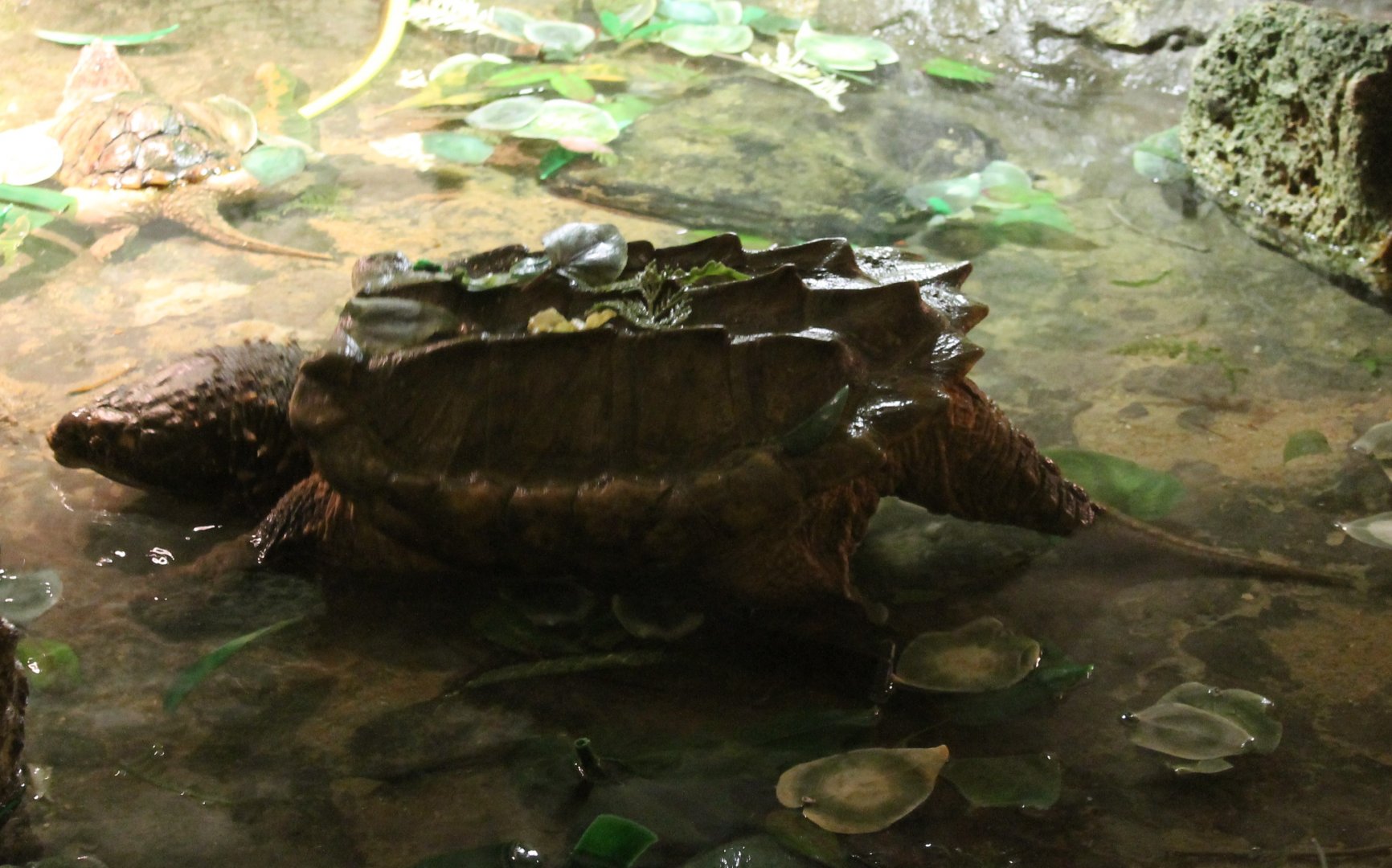 Alligator snapping turtle