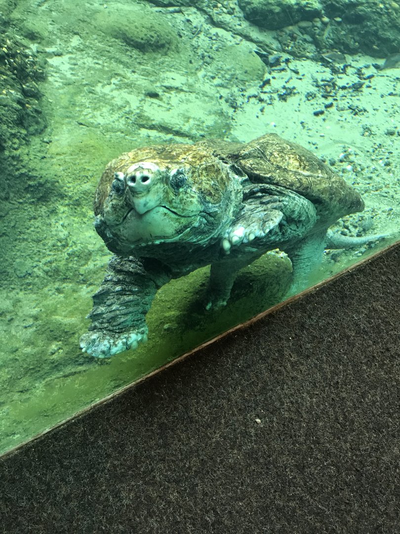 Alligator snapping turtle