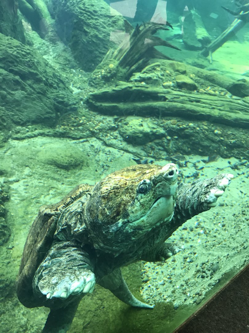Alligator snapping turtle