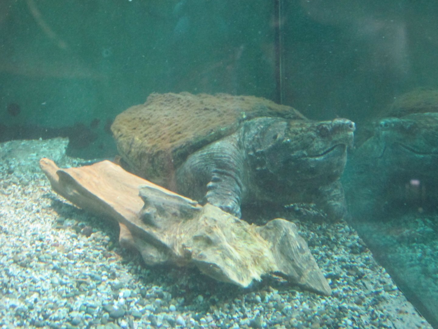 alligator snapping turtle