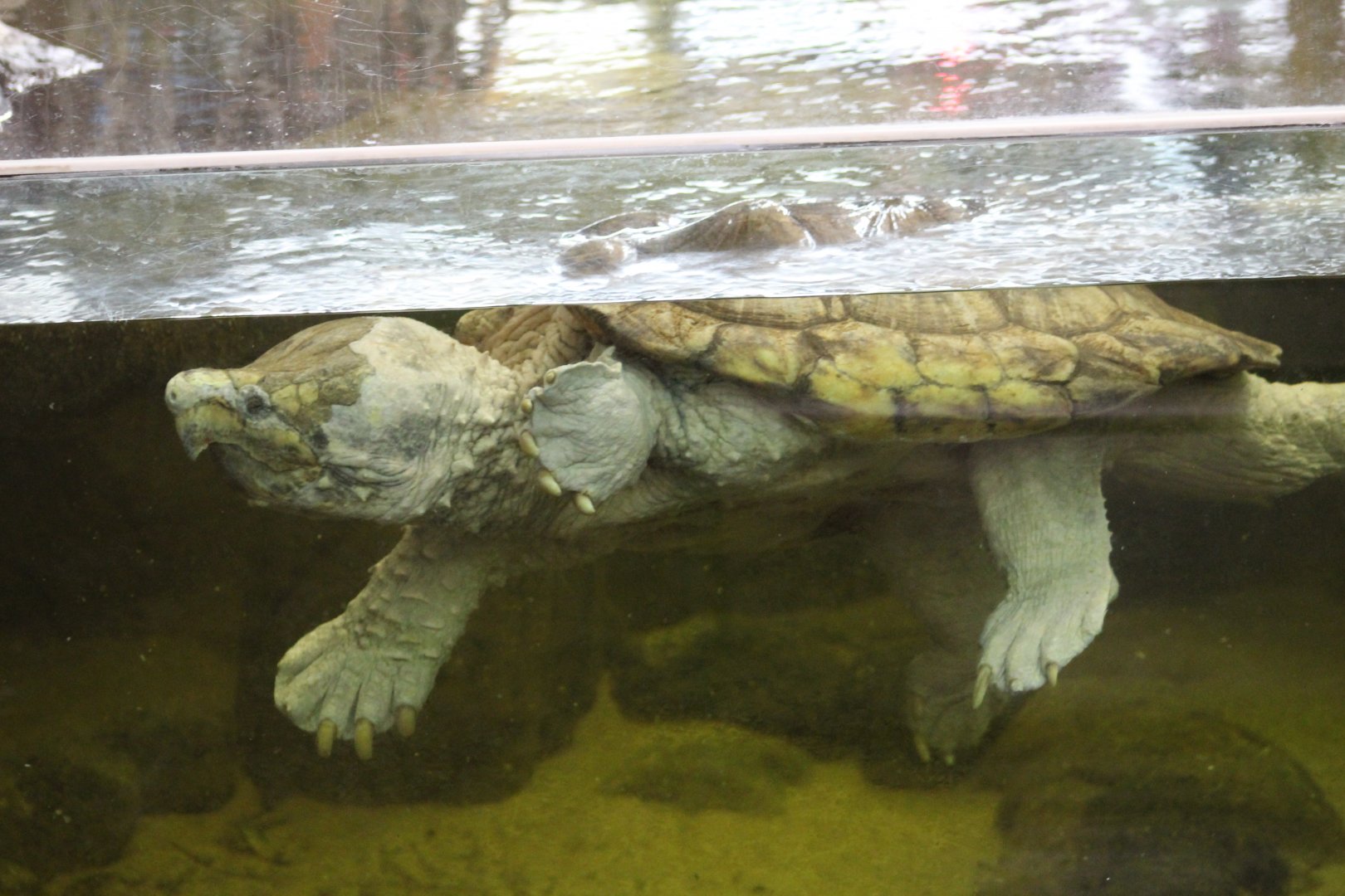 Alligator Snapping Turtle