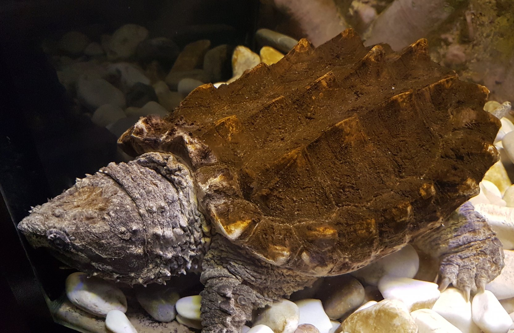 Alligator snapping turtle