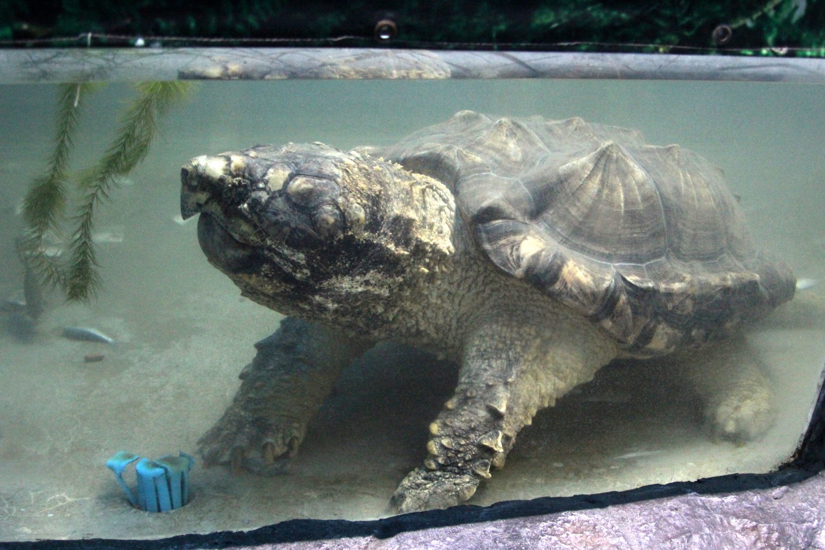 alligator snapping turtle