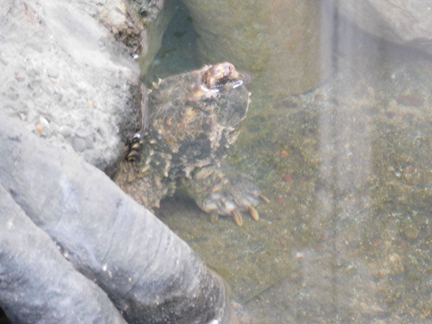 Alligator Snapping Turtle