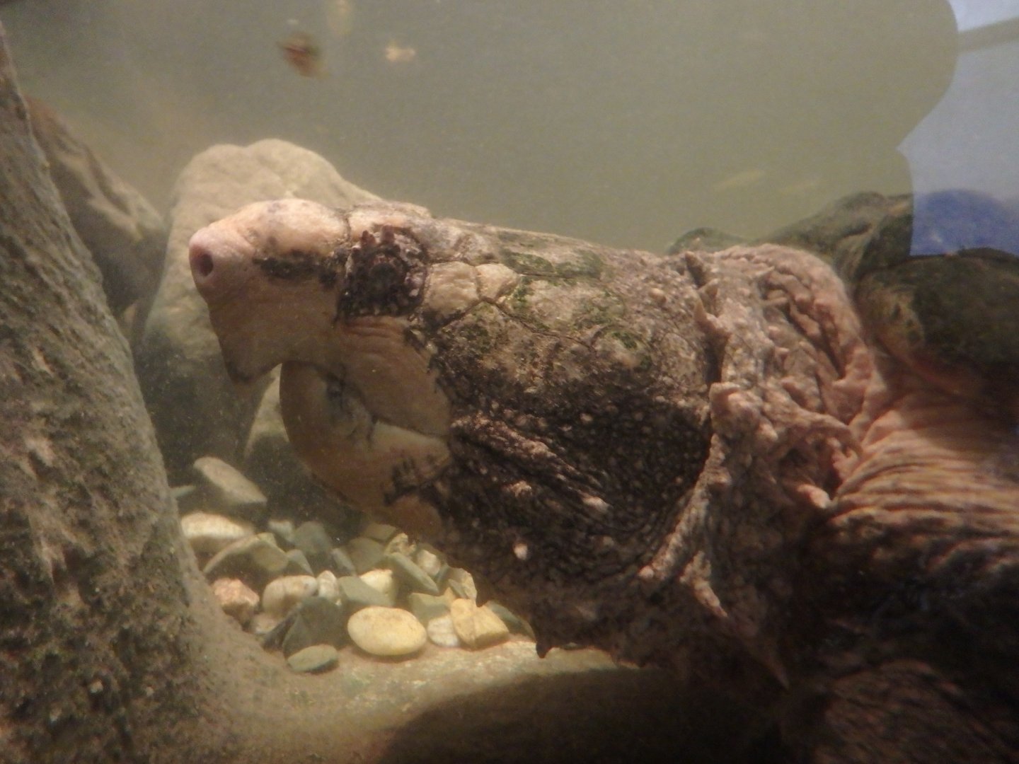 Alligator snapping turtle