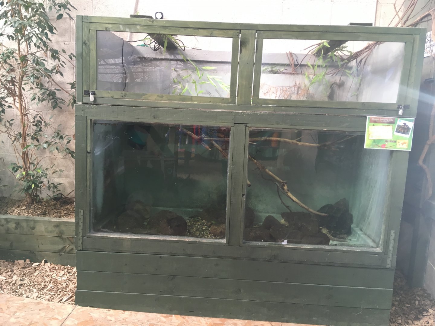 Alligator snapping turtle