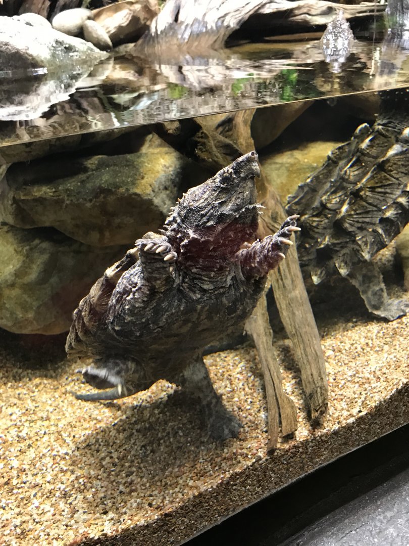 Alligator snapping turtle