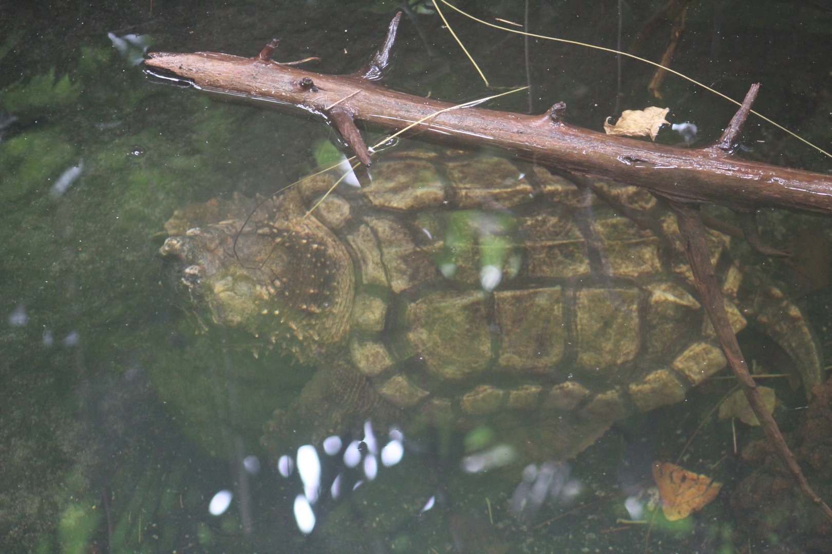 Alligator Snapping Turtle